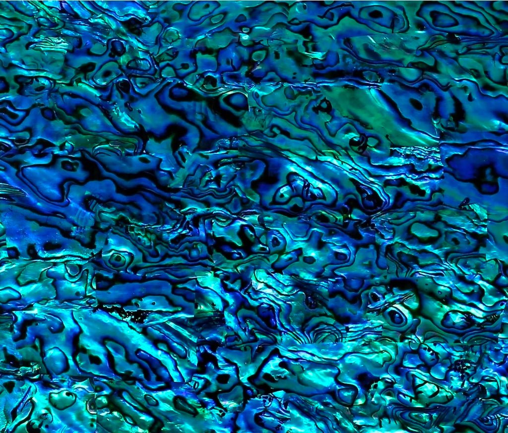 Abalone Menagerie - R3dvelvetee