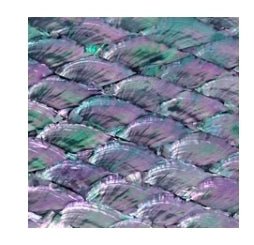 Abalone Menagerie - R3dvelvetee