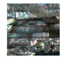 Abalone Menagerie - R3dvelvetee