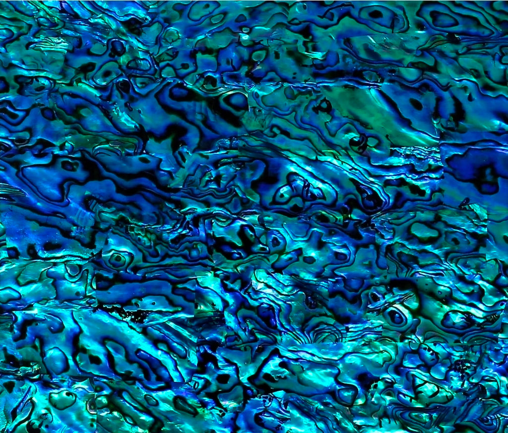 Abalone Menagerie