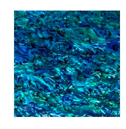 Abalone Menagerie